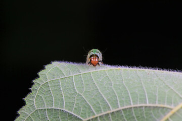 Lepidoptera larvae in the wild, North China