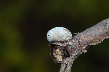 Insect cocoon shells on wild plants, North China
