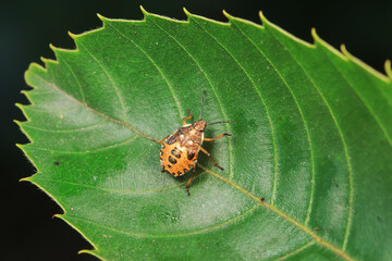 Hemiptera bugs in the wild, North China
