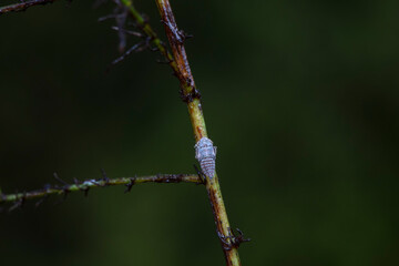 Leaf cicada on wild plants, North China