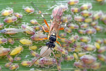 Bee insects in the wild, North China