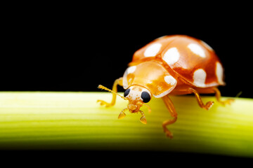 Ladybugs on wild plants, North China
