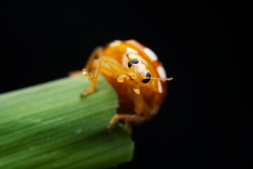 Ladybugs on wild plants, North China