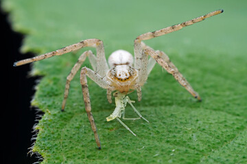 Spiders in the wild, North China