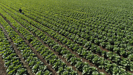 Farmers spray Chinese cabbage on the farm, North China