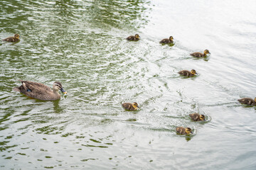 水面を泳ぐ親子のカモ