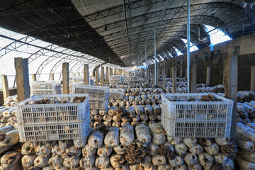 Edible fungus breeding shed is on the farm, North China