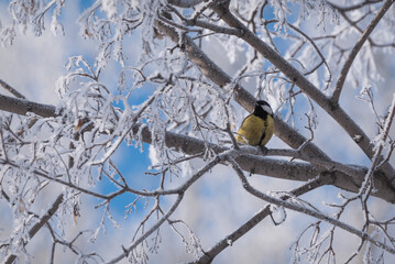titmouse branch hoarfrost tree winter