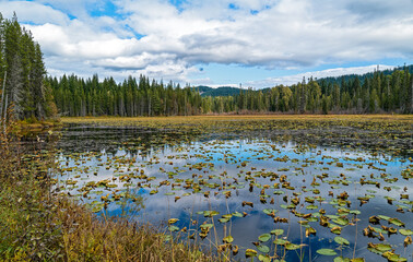 Lily pads grow in South Prairie Lake in Gifford Pinchot National Forest, Washington, USA