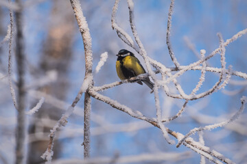 titmouse branch hoarfrost tree winter