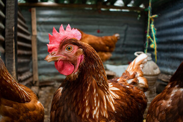 poultry farm hen  
