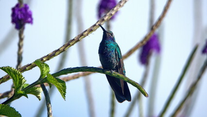 Sparkling violetear (Colibri coruscans) hummingbird perched in a porterweed flower in Cotacachi,...