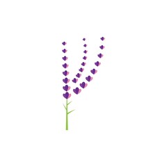 Fresh Lavender flower logo vector flat design