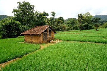 Fototapeta na wymiar A small mud hut in agricultural filed in Goa, India.