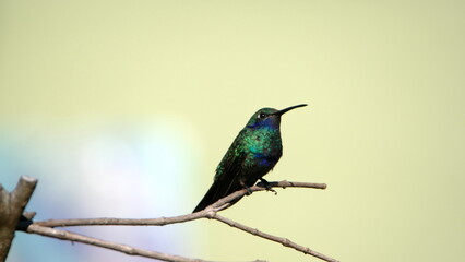 Sparkling violetear (Colibri coruscans) hummingbird perched on a twig in Cotacachi, Ecuador