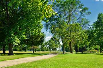 trees in the park