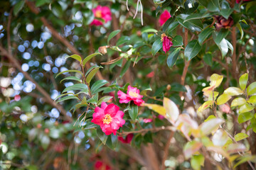 활짝 핀 동백꽃