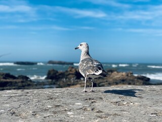 seagull on the beach
