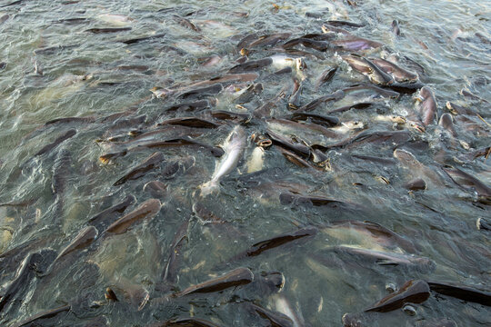 Group of Siriped Catfish (Pangasius sutchi) in the river