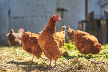 The intrigued hen looks up on a farm in the countryside.