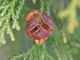 Tokyo, Japan - February 5, 2022: Shells of nut of Japanese cypress or Hinoki or Chamaecyparis obtusa
