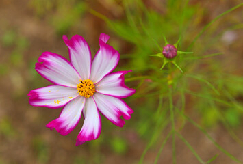 pink cosmos flowers