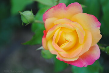 yellow rose in garden