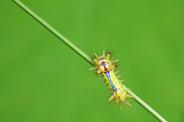 Lepidoptera larvae in the wild, North China