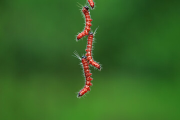 Lepidoptera larvae in the wild, North China