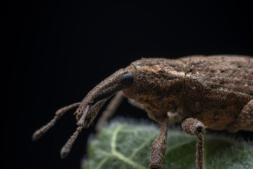 Weevil on wild plants, North China