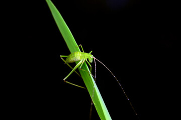 Katydid nymphs in the wild, North China