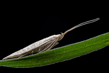 Lepidoptera insects in the wild, North China