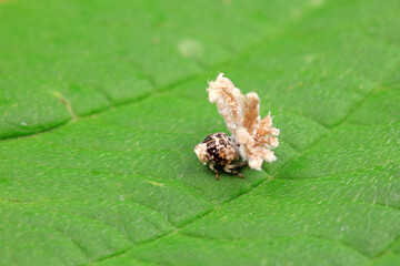 Hemiptera wax Cicadellidae insects on wild plants, North China