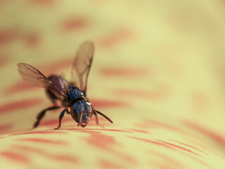 macro bee on yellow flower