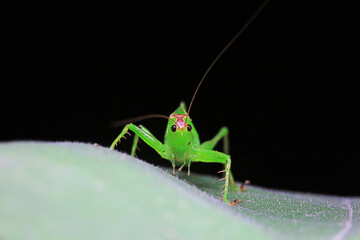 Katydid nymphs in the wild, North China