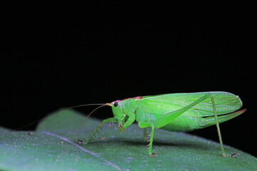 Katydid nymphs in the wild, North China
