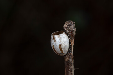 Insect cocoon shells on wild plants, North China