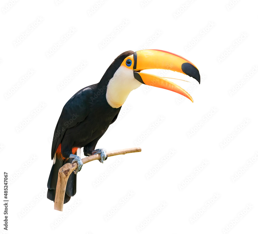 Canvas Prints toucan bird on a branch isolated on white