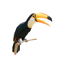 Washable wall murals Toucan Toucan bird on a branch isolated on white