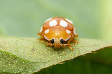 Ladybugs on wild plants, North China