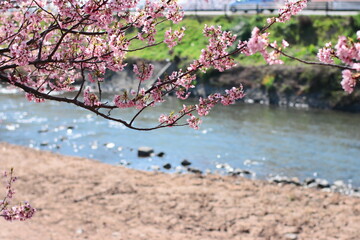 河津桜の風景