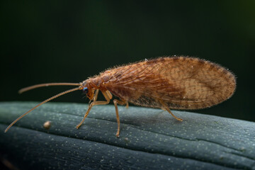 An insect called brown lacewing is on a black background in North China