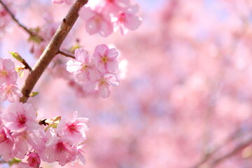河津桜の風景