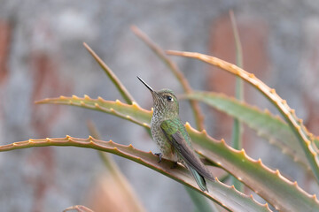 Picaflor en aloe © Nohema Contreras V