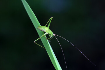 Katydid nymphs in the wild, North China