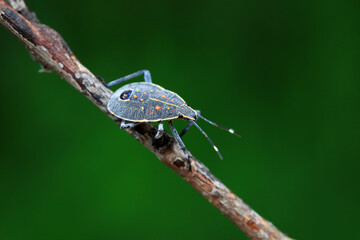 Hemiptera bugs in the wild, North China