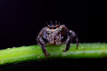 Spiders in the wild, North China