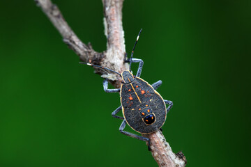 Hemiptera bugs in the wild, North China