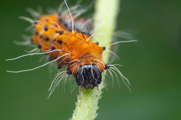Lepidoptera larvae in the wild, North China