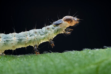 Lepidoptera larvae in the wild, North China